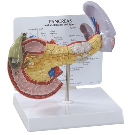 GPI ANATOMICAL Anatomical Model - Pancreas - Gallbladder - Spleen 3330